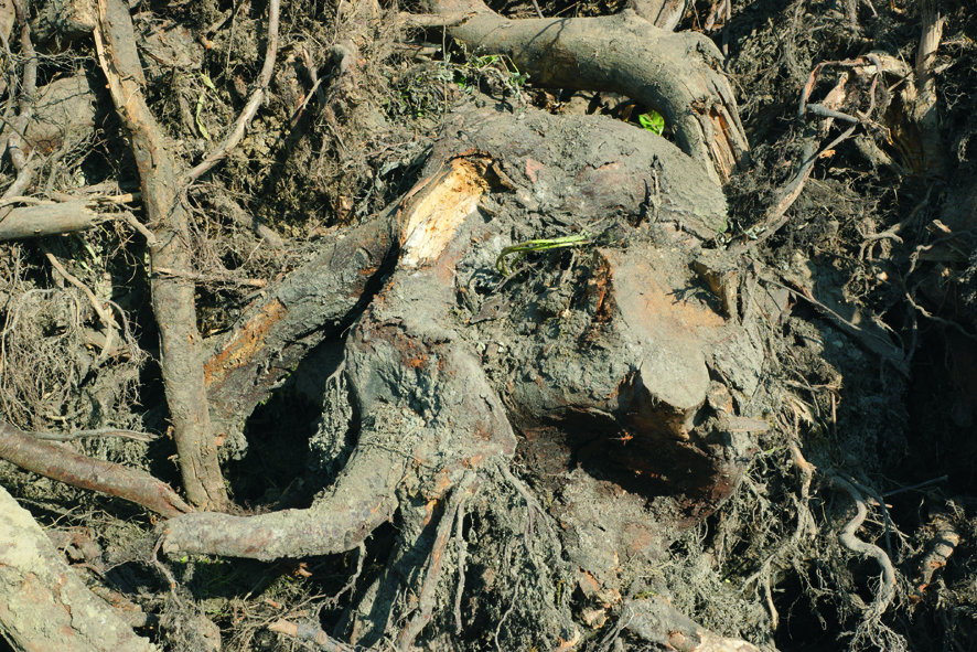 Image for choice number 5